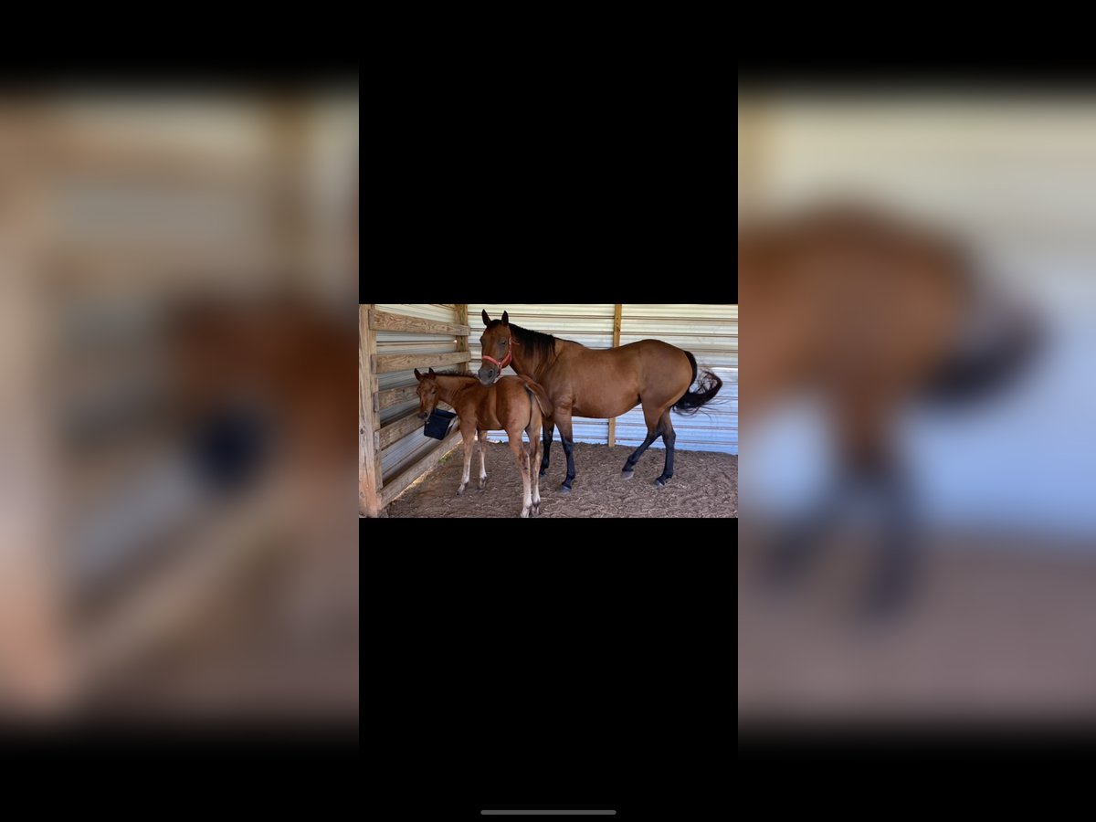 American Quarter Horse Mare 10 years Bay in Big Sandy