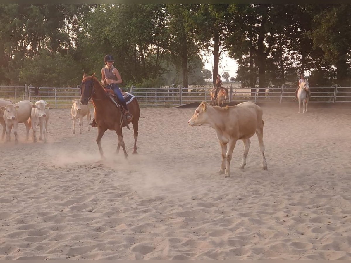 American Quarter Horse Mare 10 years Chestnut-Red in Rathenow
