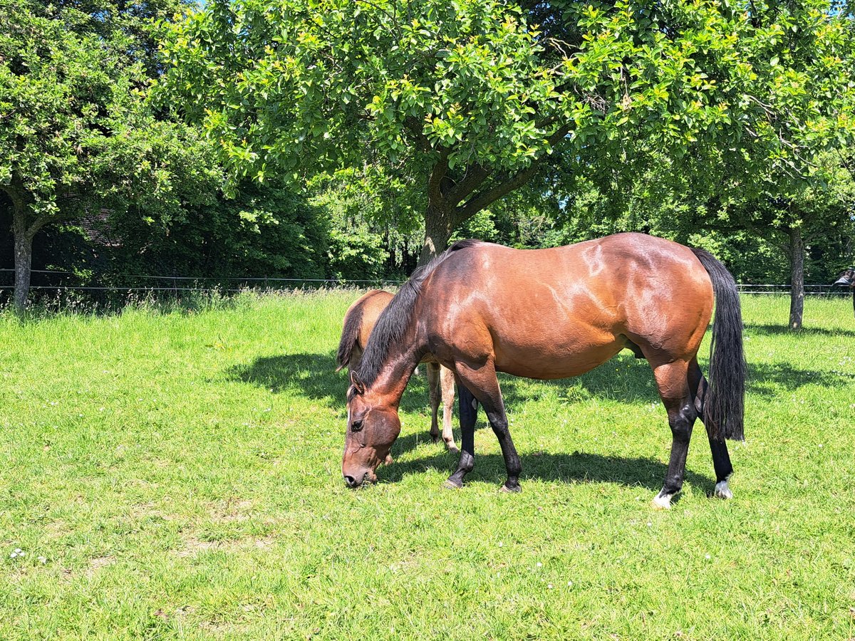 American Quarter Horse Mare 11 years 14,2 hh Brown in Bedburg-Hau