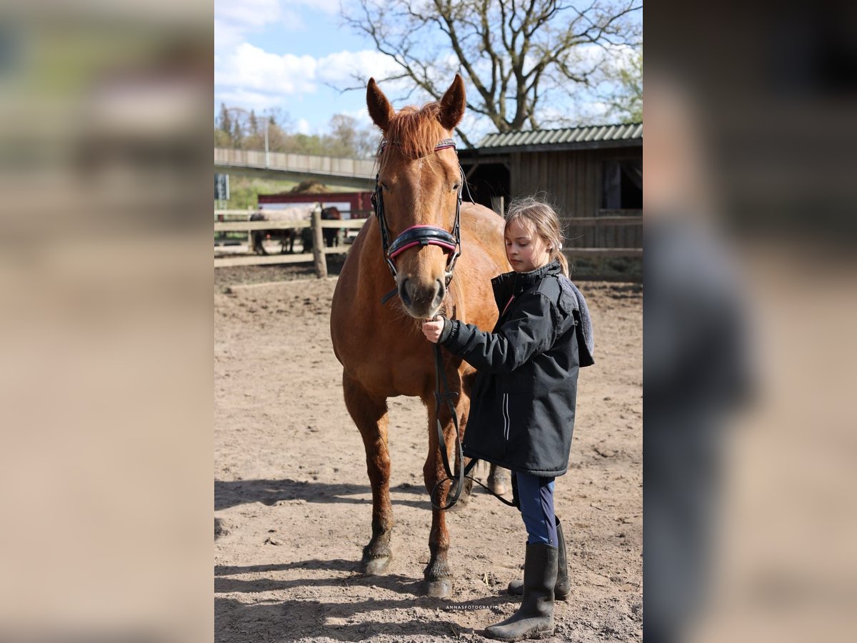 American Quarter Horse Mare 11 years 14,2 hh Chestnut-Red in Timmendorfer Strand
