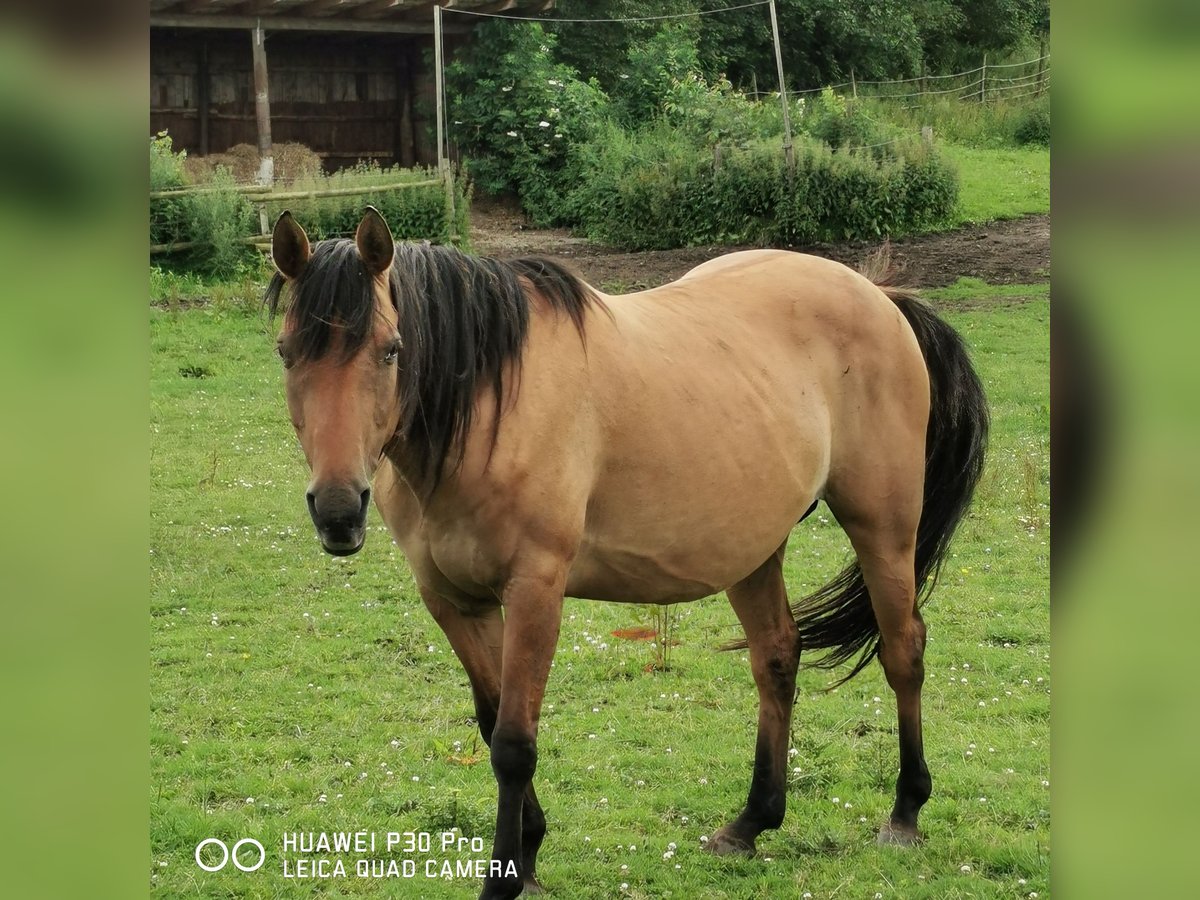 American Quarter Horse Mare 11 years 14,2 hh Dun in Betteldorf