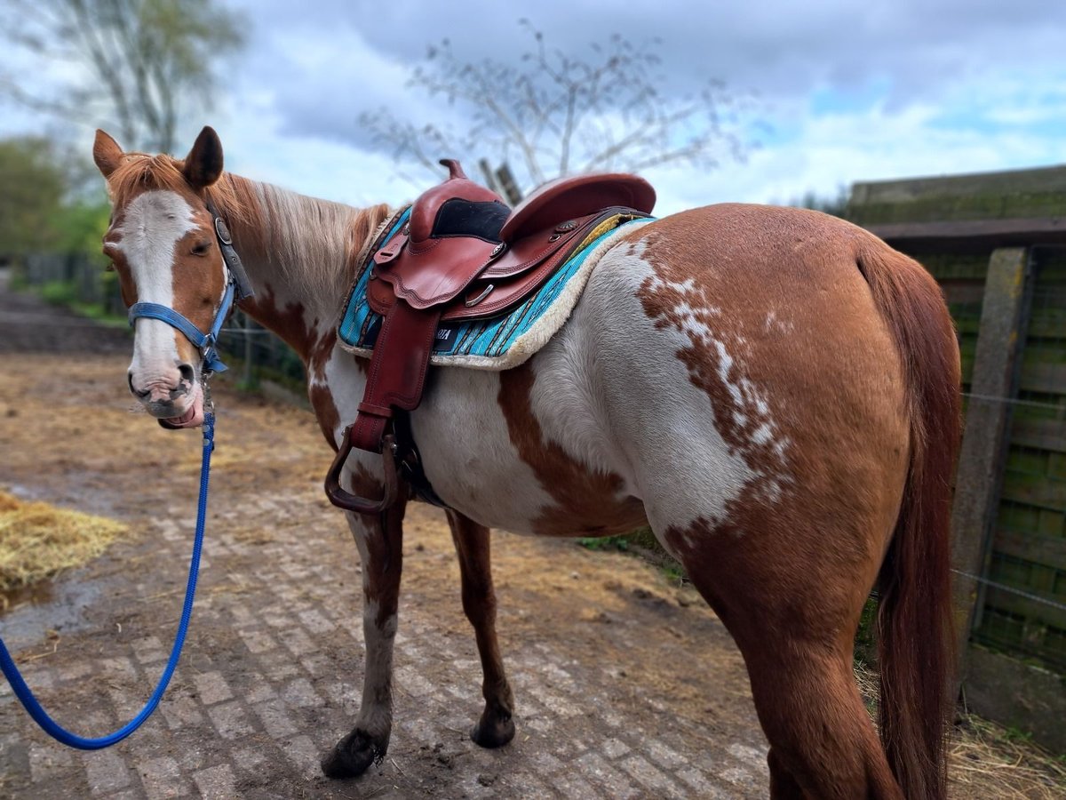 American Quarter Horse Mare 11 years 14,2 hh Overo-all-colors in Dessel