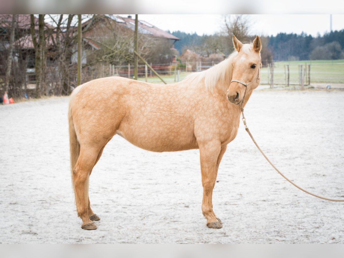 American Quarter Horse Mare 11 years 14,2 hh Palomino in Schäftlarn