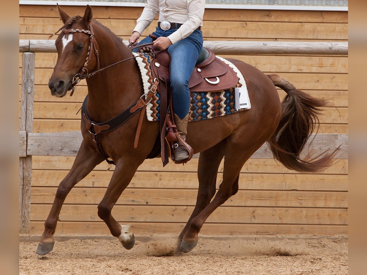 American Quarter Horse Mare 11 years 14,3 hh Chestnut-Red in Kochel am See