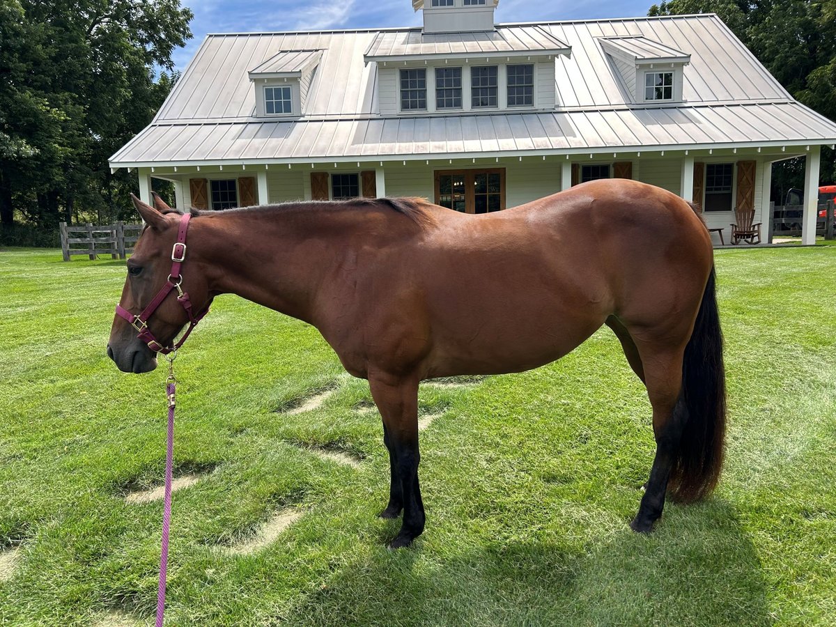 American Quarter Horse Mare 11 years 14 hh Bay in Ada