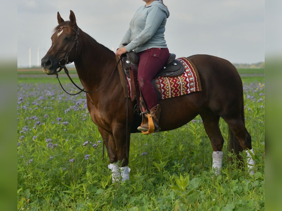 American Quarter Horse Mare 11 years 14,1 hh Chestnut in Geilenkirchen