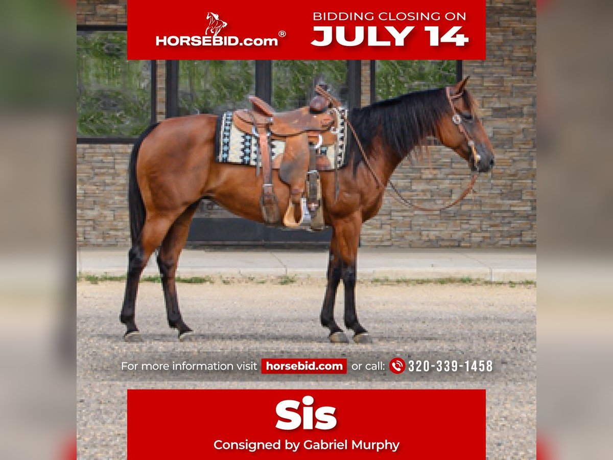 American Quarter Horse Mare 11 years 14,3 hh Bay in Cannon Falls, MN
