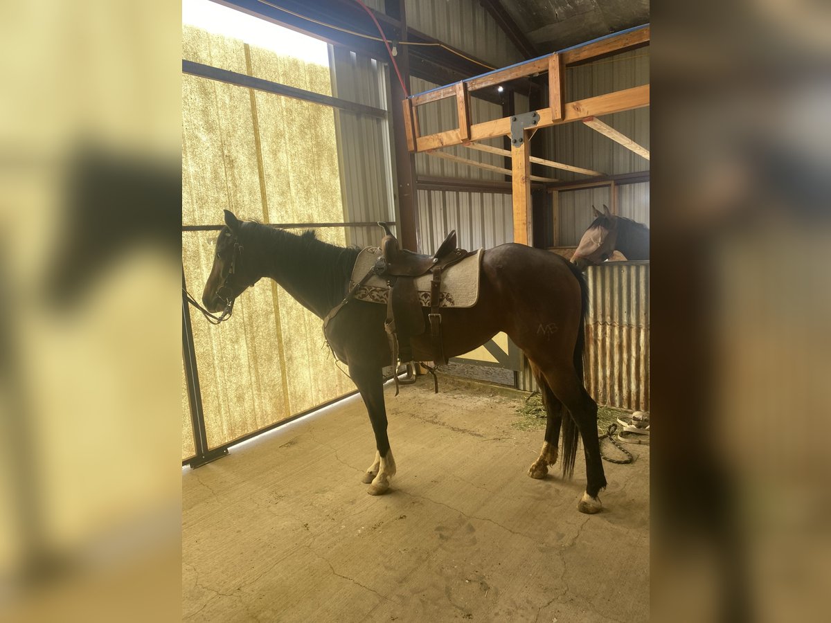 American Quarter Horse Mare 11 years 14,3 hh Bay in Silver City, NM