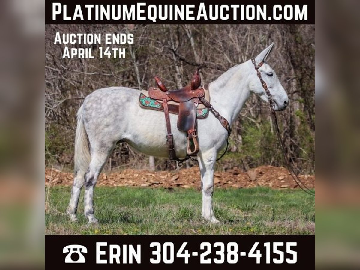 American Quarter Horse Mare 11 years 15,1 hh Gray in FLEMINGSBURG