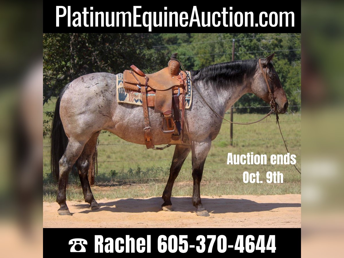 American Quarter Horse Mare 11 years 15,2 hh Roan-Bay in Rusk TX