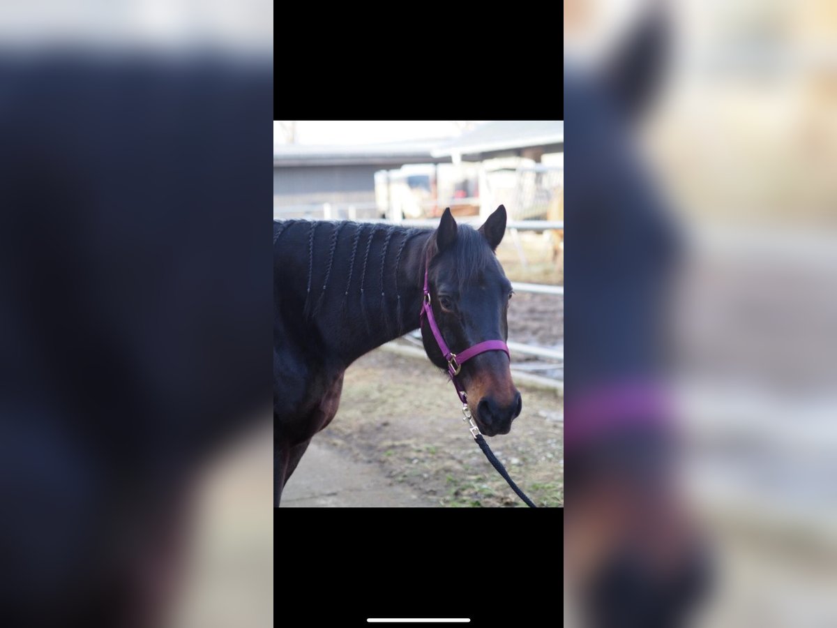 American Quarter Horse Mare 11 years in Lautertal