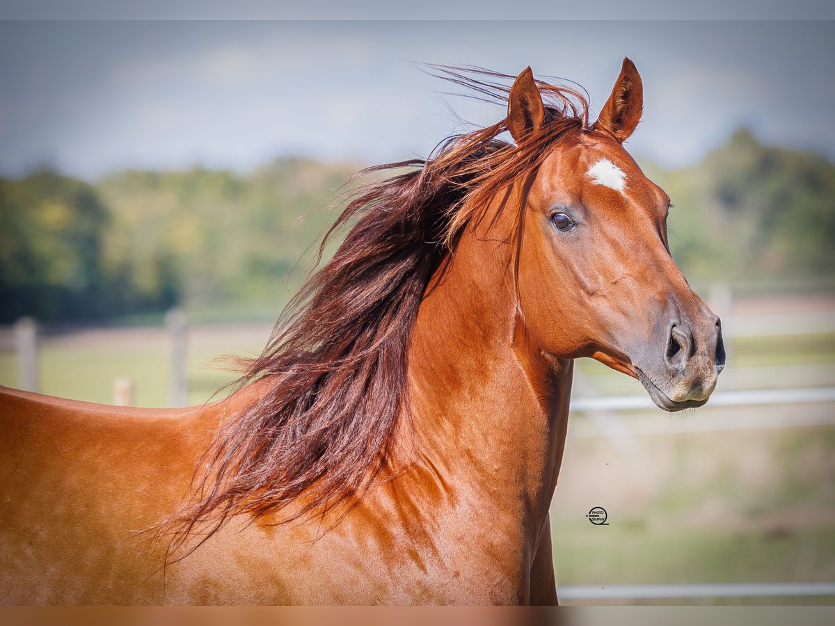 American Quarter Horse Mare 12 years 14,2 hh Chestnut in Vöcklamarkt