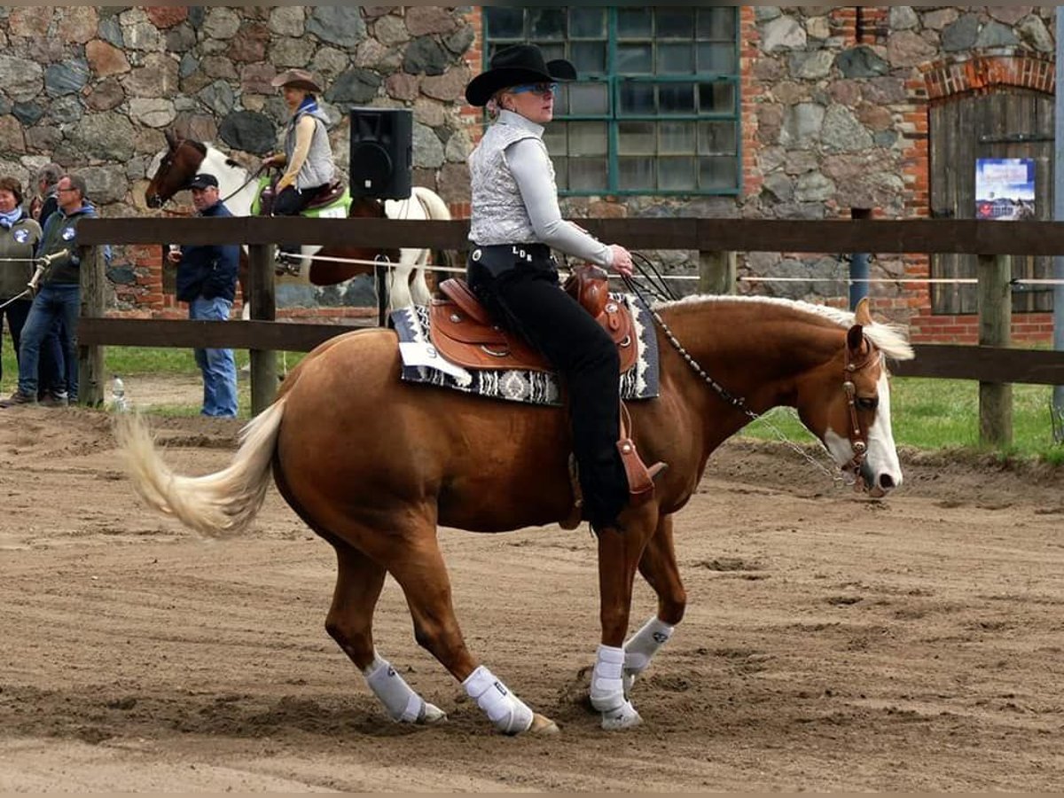 American Quarter Horse Mare 12 years 14,2 hh Palomino in Etgersleben