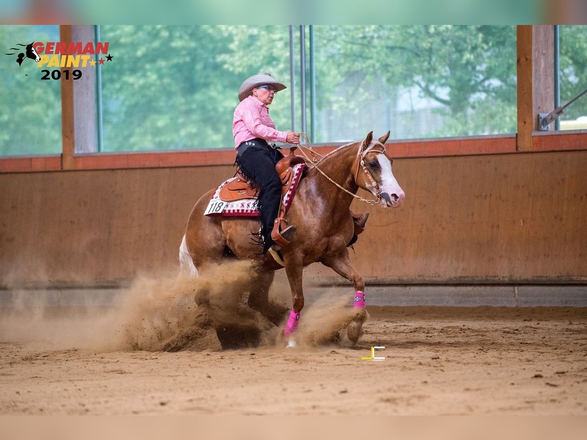 American Quarter Horse Mare 12 years 14,2 hh Palomino in Etgersleben