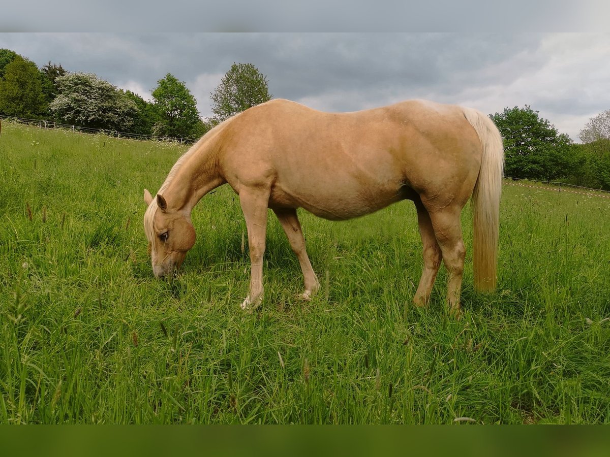 American Quarter Horse Mare 12 years 14,1 hh Palomino in Lindlar