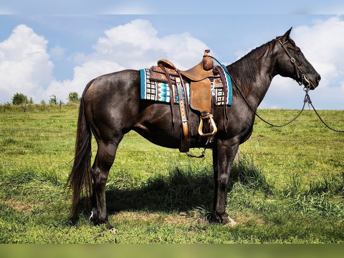 American Quarter Horse Mare 12 years 15 hh Black in Battle Creek