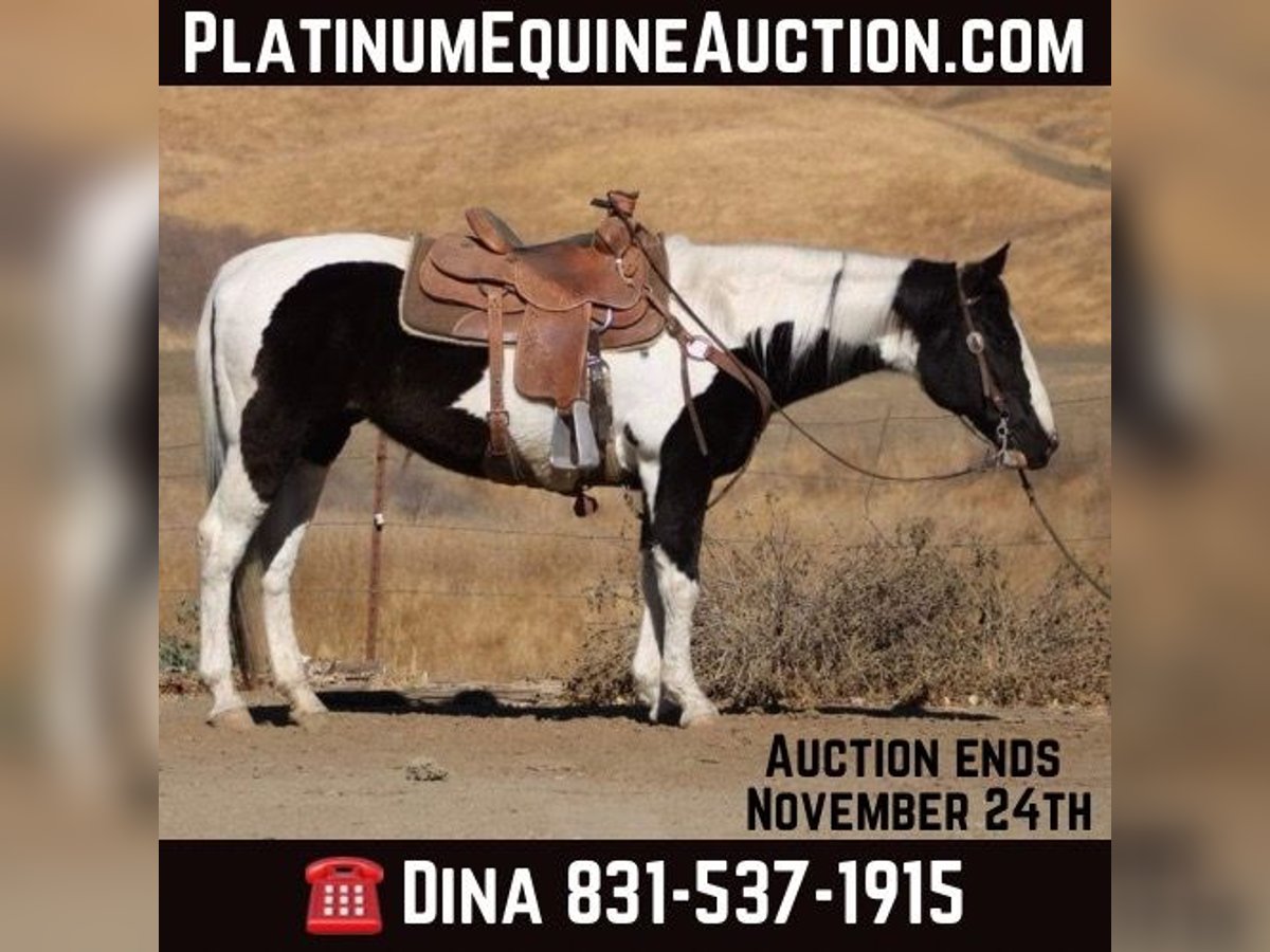 American Quarter Horse Mare 12 years 15 hh Tobiano-all-colors in Paicines CA