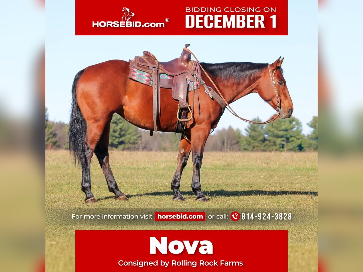 American Quarter Horse Mare 12 years 15,2 hh Bay in Clarion