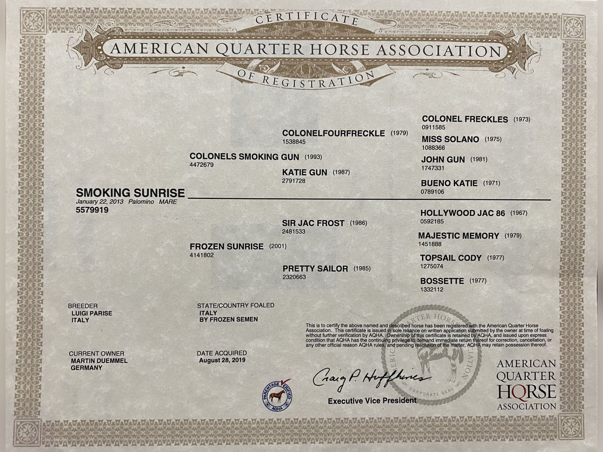 American Quarter Horse Mare 12 years Palomino in Sinsheim