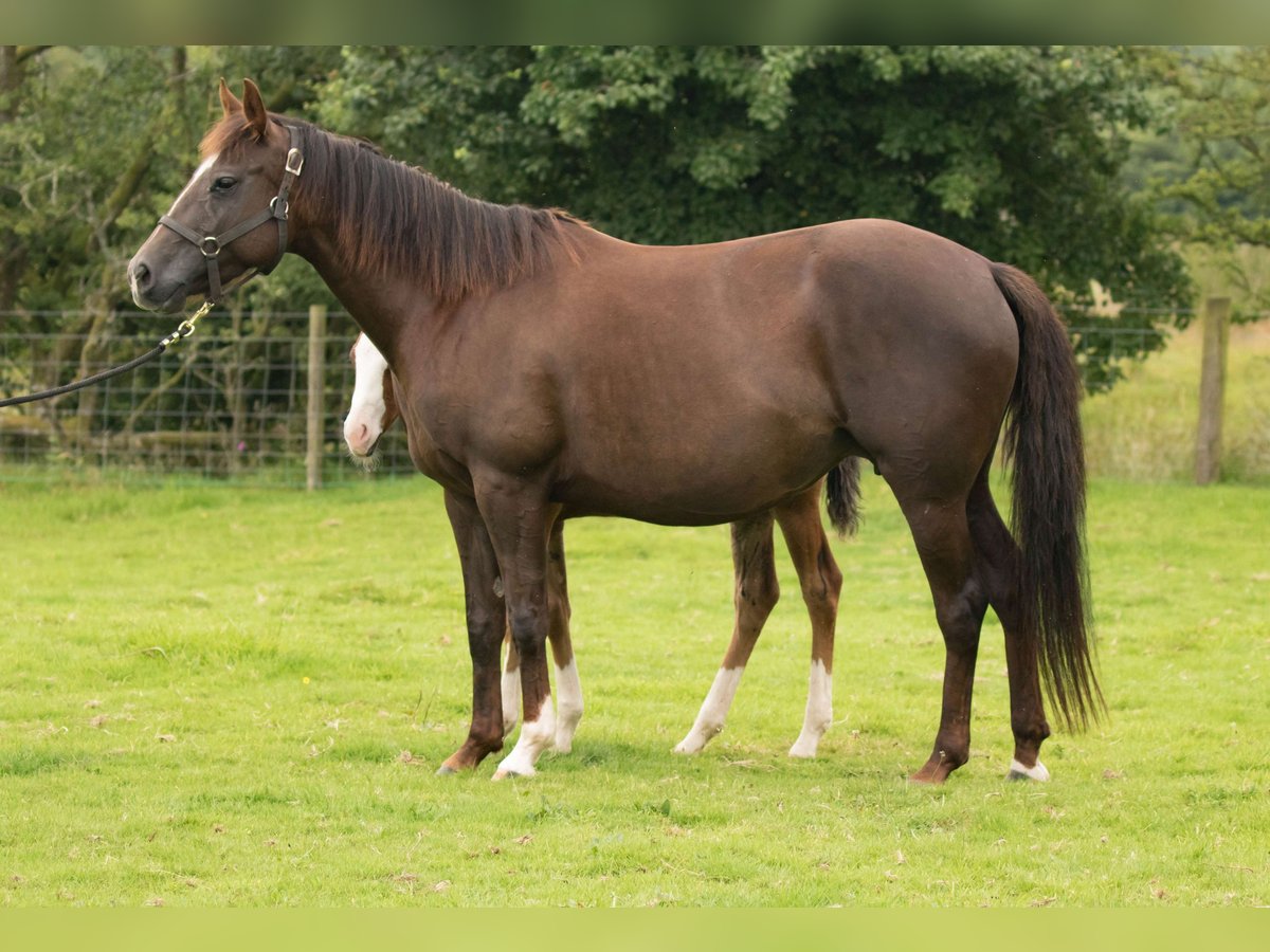 American Quarter Horse Mare 13 years 14,1 hh Chestnut in Brecon