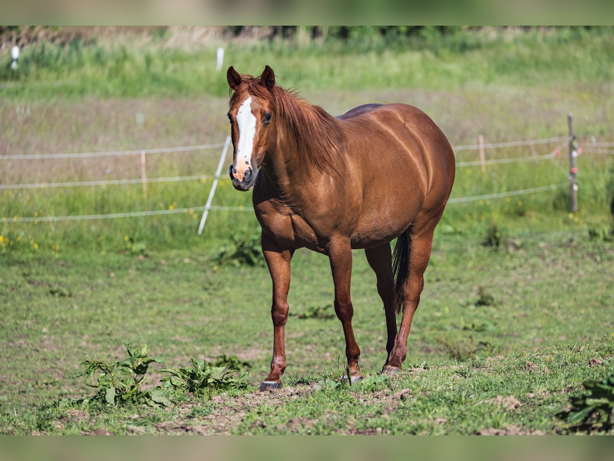 American Quarter Horse Mare 13 years 14,2 hh Chestnut-Red in Dietenheim