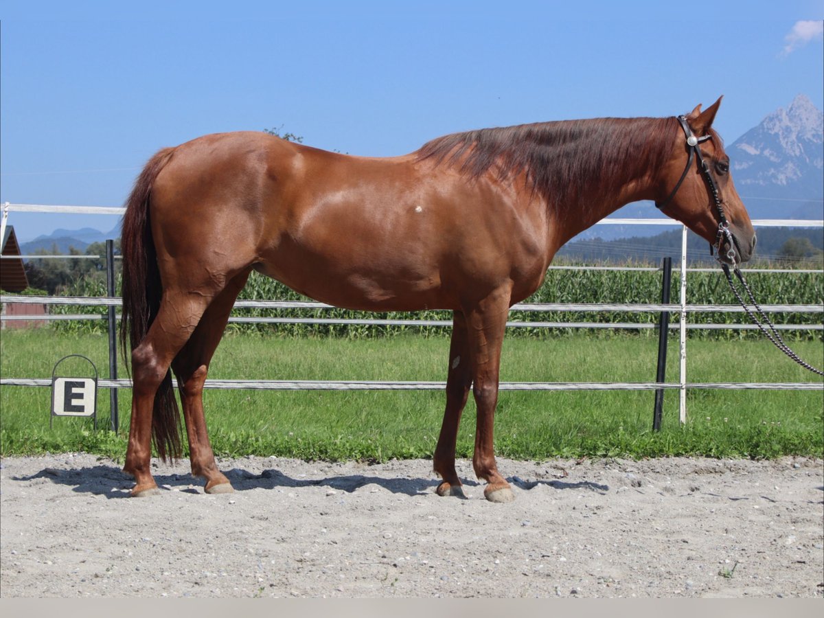 American Quarter Horse Mare 13 years 14,2 hh Chestnut-Red in Kirchbichl