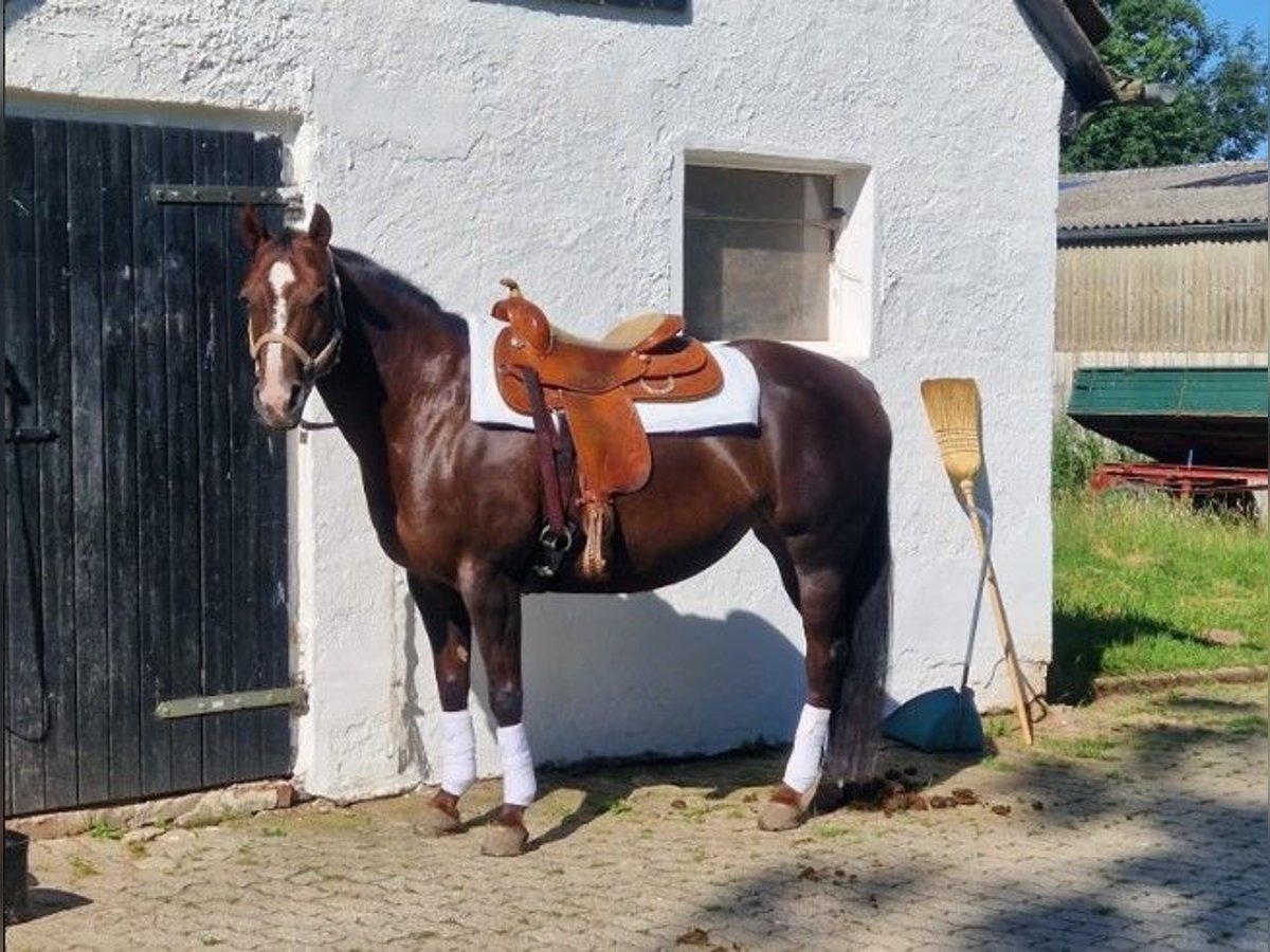 American Quarter Horse Mare 13 years 14,2 hh Chestnut in Einbeck