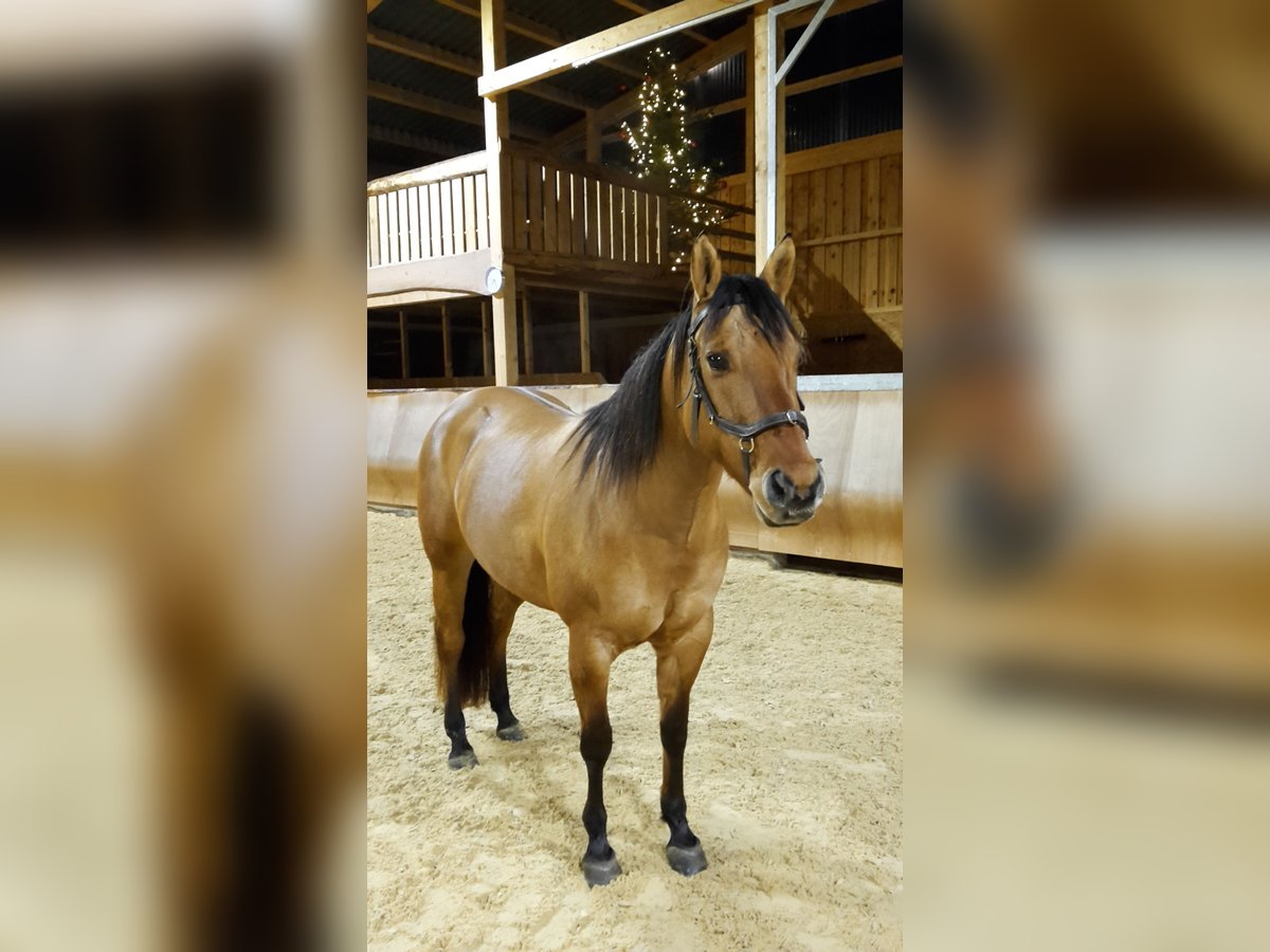 American Quarter Horse Mare 13 years 14,2 hh in Tiefenbach