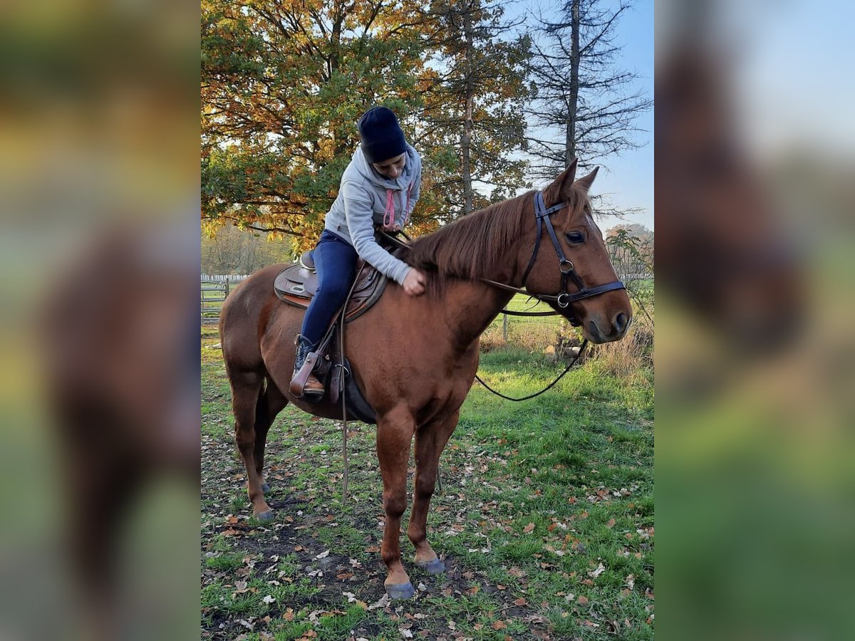 American Quarter Horse Mare 13 years 14,2 hh Chestnut-Red in Walkenried