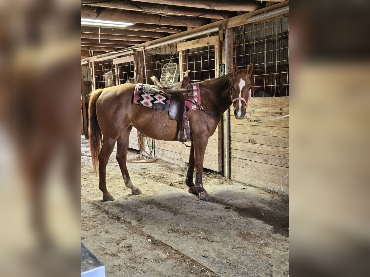 American Quarter Horse Mare 13 years 14,2 hh Sorrel in Oakland City American Quarter Horse Mare 13 years 14,2 hh Sorrel in Oakland City