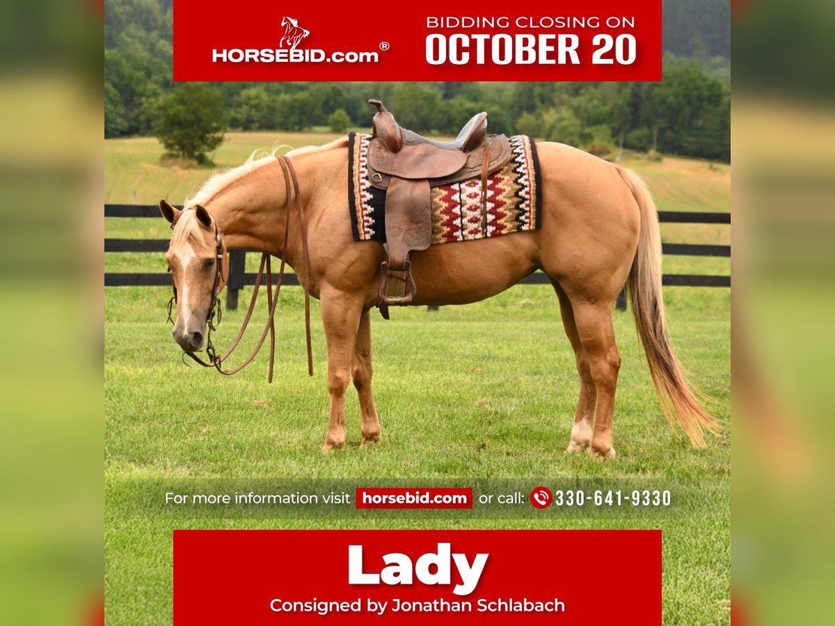 American Quarter Horse Mare 13 years 14,3 hh Palomino in Fredericksburg