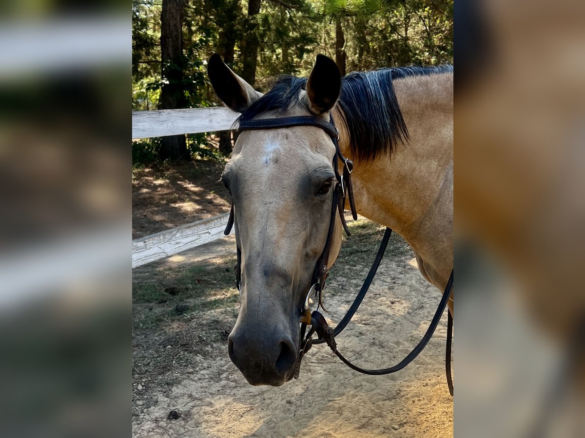 American Quarter Horse Mare 13 years 15 hh Buckskin in Waxhaw