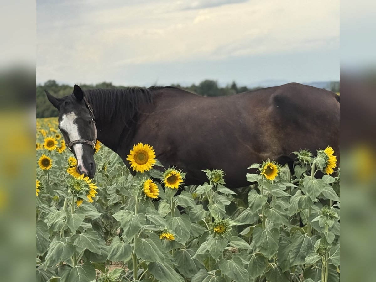 American Quarter Horse Mare 13 years 15,1 hh Black in Thodure