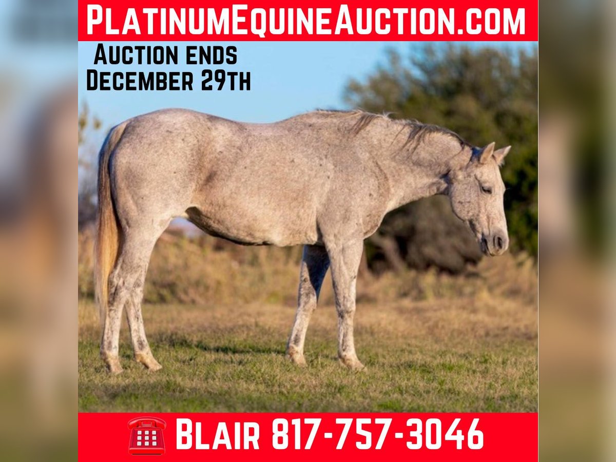 American Quarter Horse Mare 13 years 15,1 hh Grey in Weatherford TX