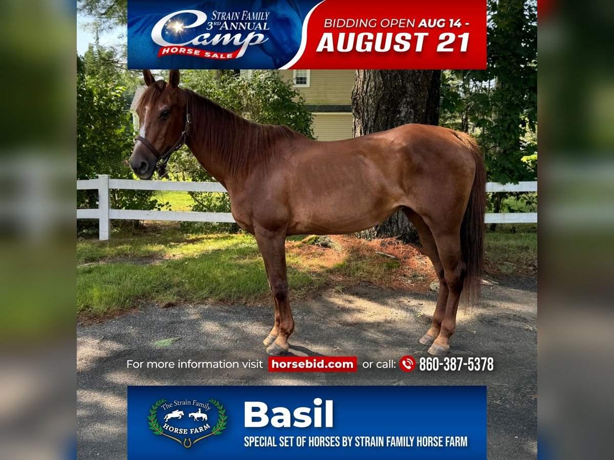 American Quarter Horse Mare 14 years 14,1 hh Chestnut in Granby, CT