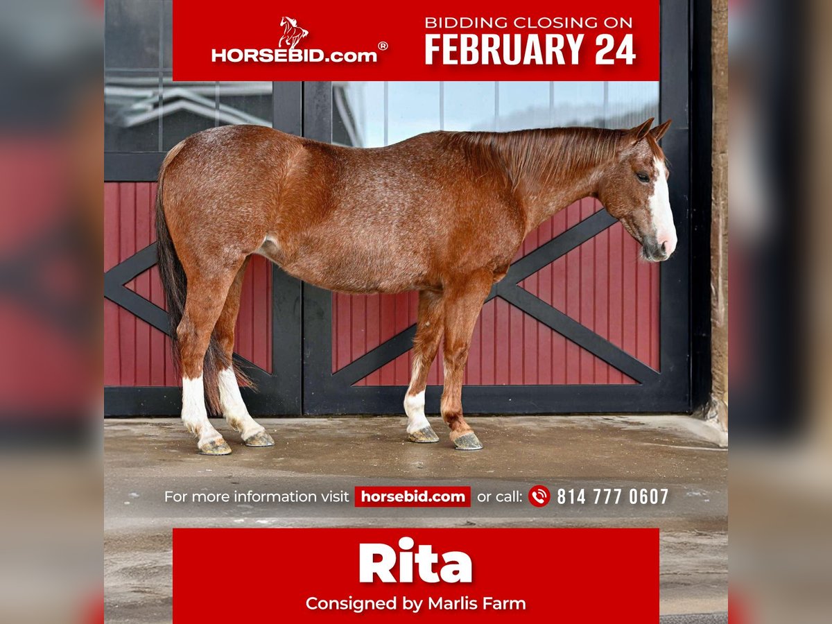 American Quarter Horse Mare 14 years 14,2 hh Roan-Red in Rebersburg, PA