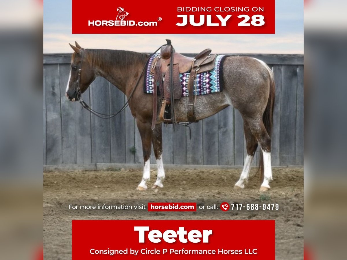 American Quarter Horse Mare 14 years 14,1 hh Rabicano in Littlestown