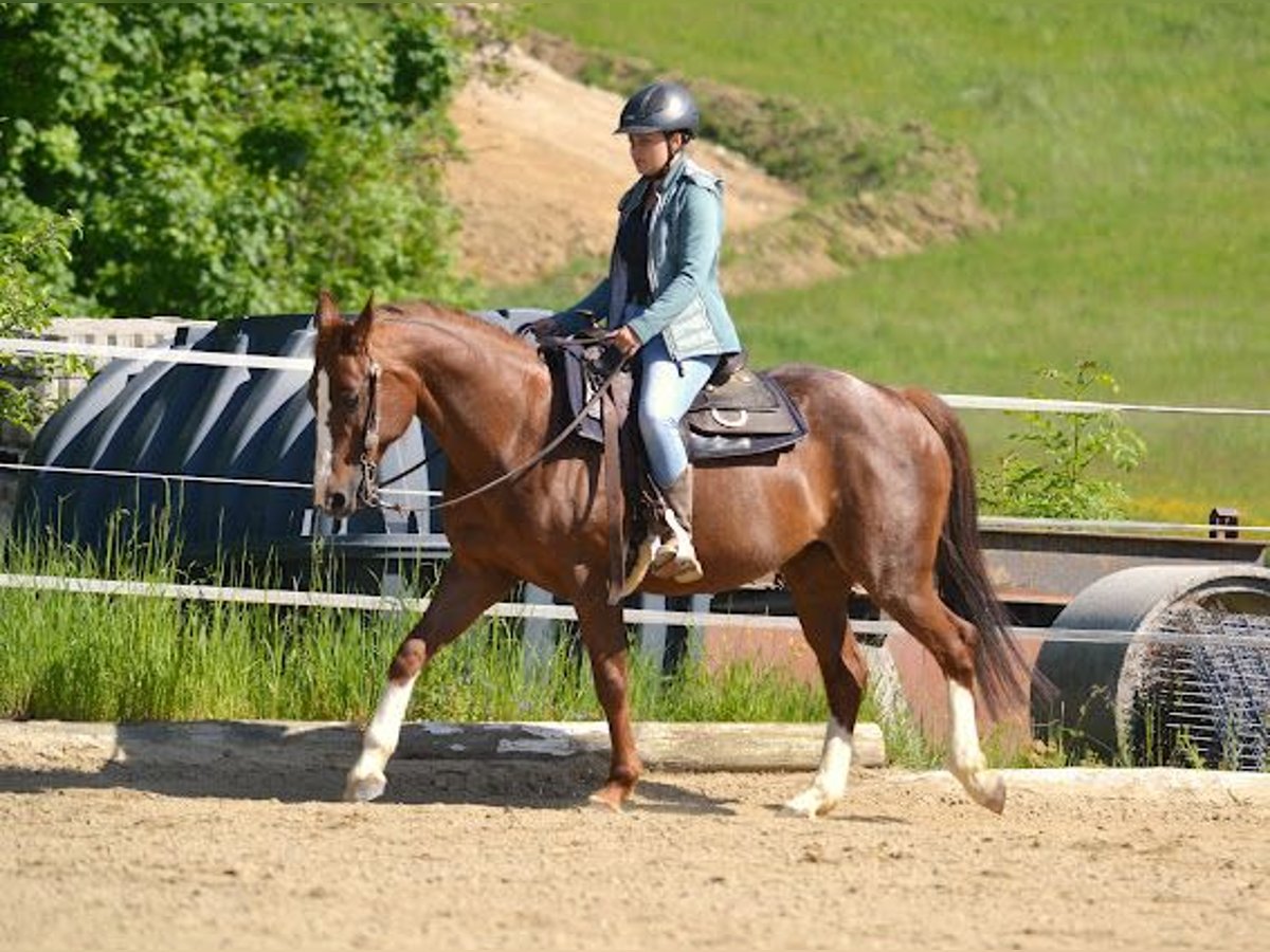 American Quarter Horse Mare 14 years 14,2 hh Chestnut in Pregarten