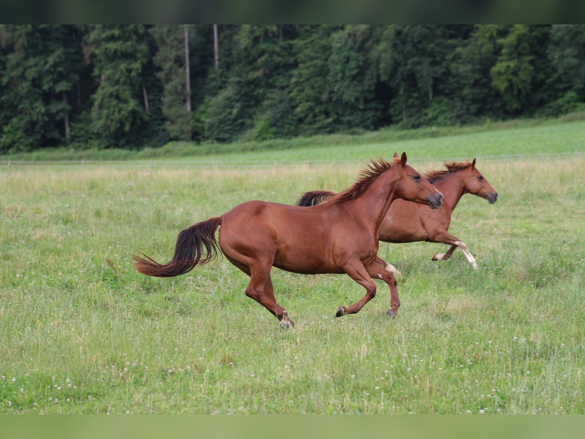 American Quarter Horse Mare 14 years 14,2 hh Chestnut-Red in Waldshut-Tiengen