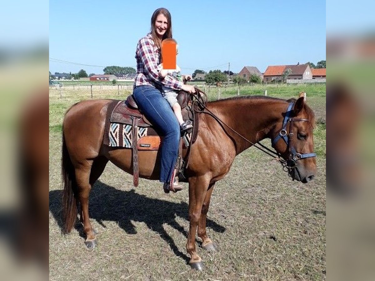 American Quarter Horse Mare 14 years 14,2 hh Chestnut-Red in Ruddervoorde