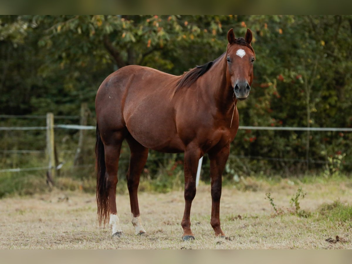 American Quarter Horse Mare 14 years 14,2 hh Chestnut in Bonn
