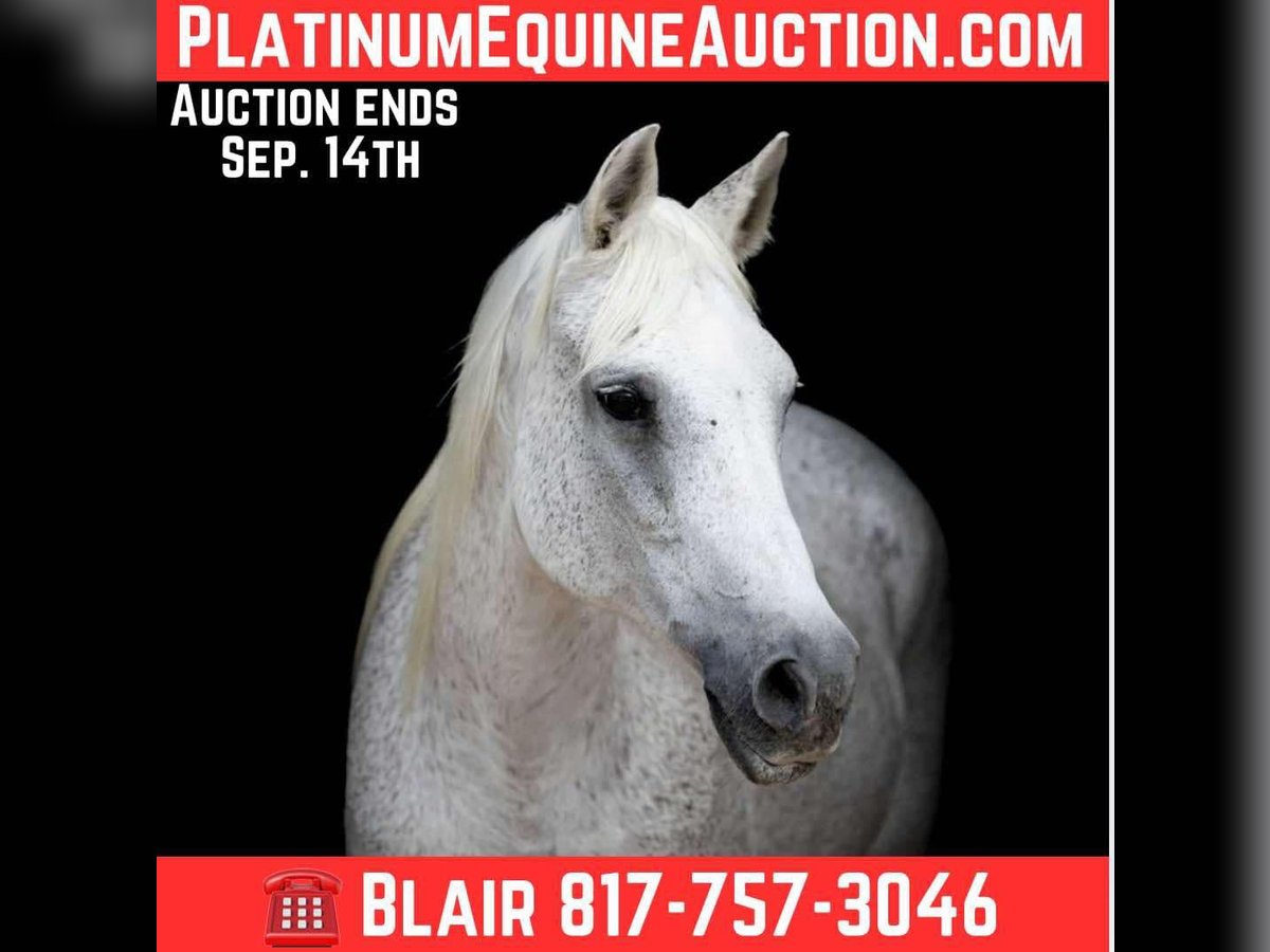 American Quarter Horse Mare 14 years 14,3 hh Grey in Weatherford TX