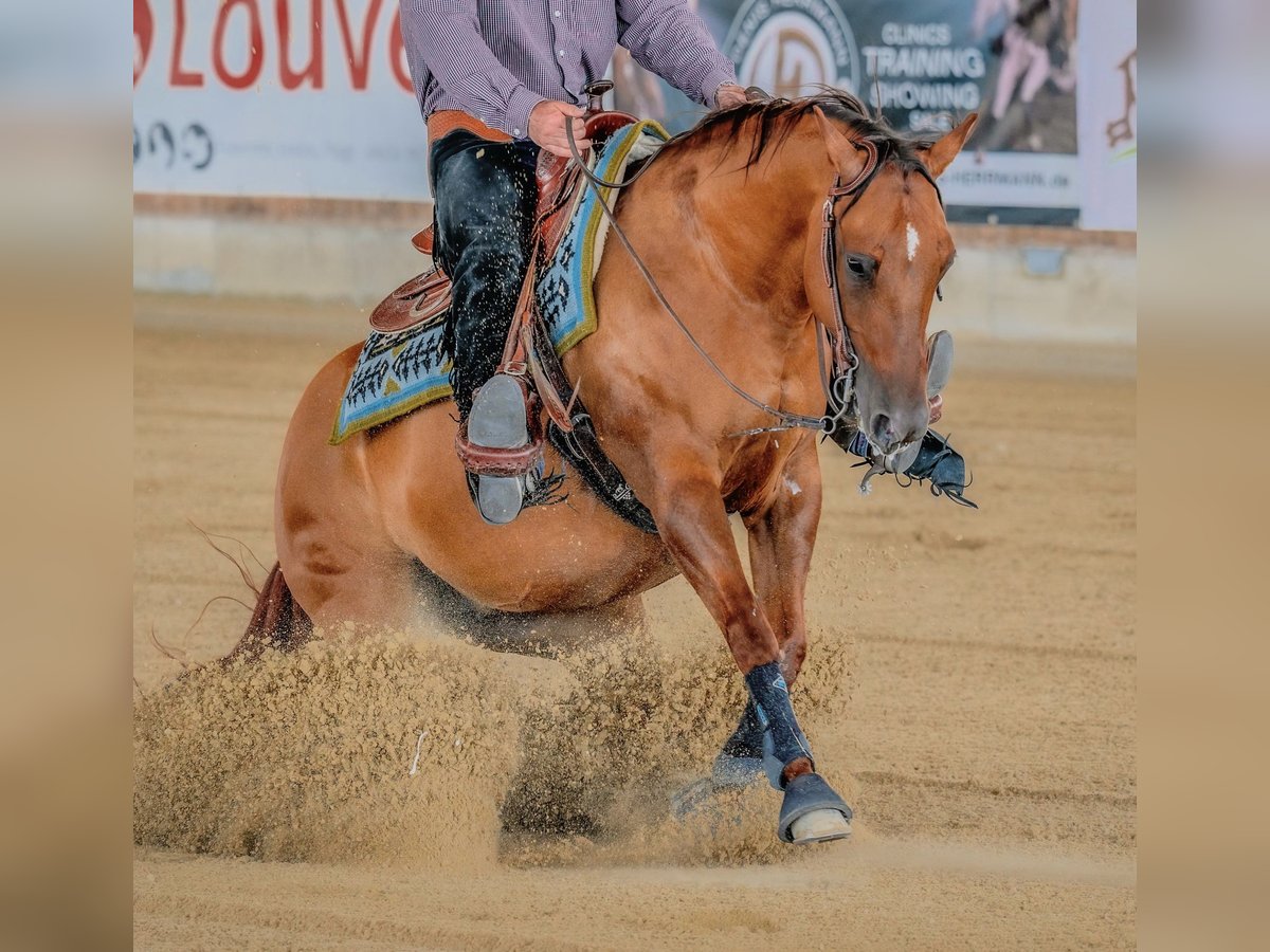 American Quarter Horse Mare 14 years 14,3 hh Red Dun in Dortmund American Quarter Horse Mare 14 years 14,3 hh Red Dun in Dortmund