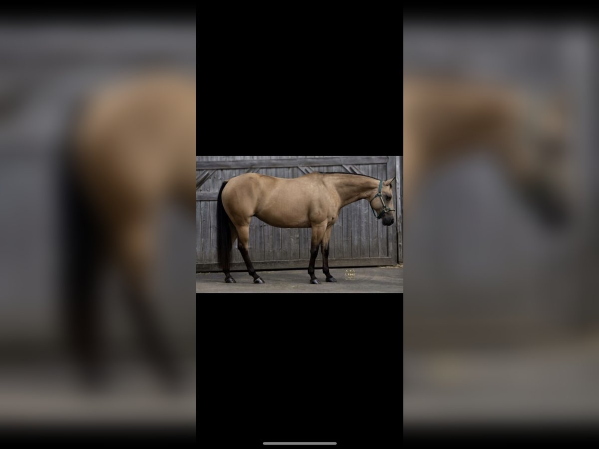 American Quarter Horse Mare 15 years 14,2 hh Buckskin in Parkstein