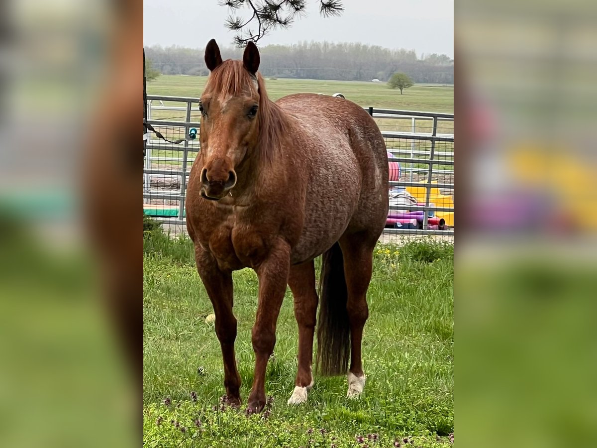 American Quarter Horse Mare 15 years 14 hh Roan-Red in Osterode