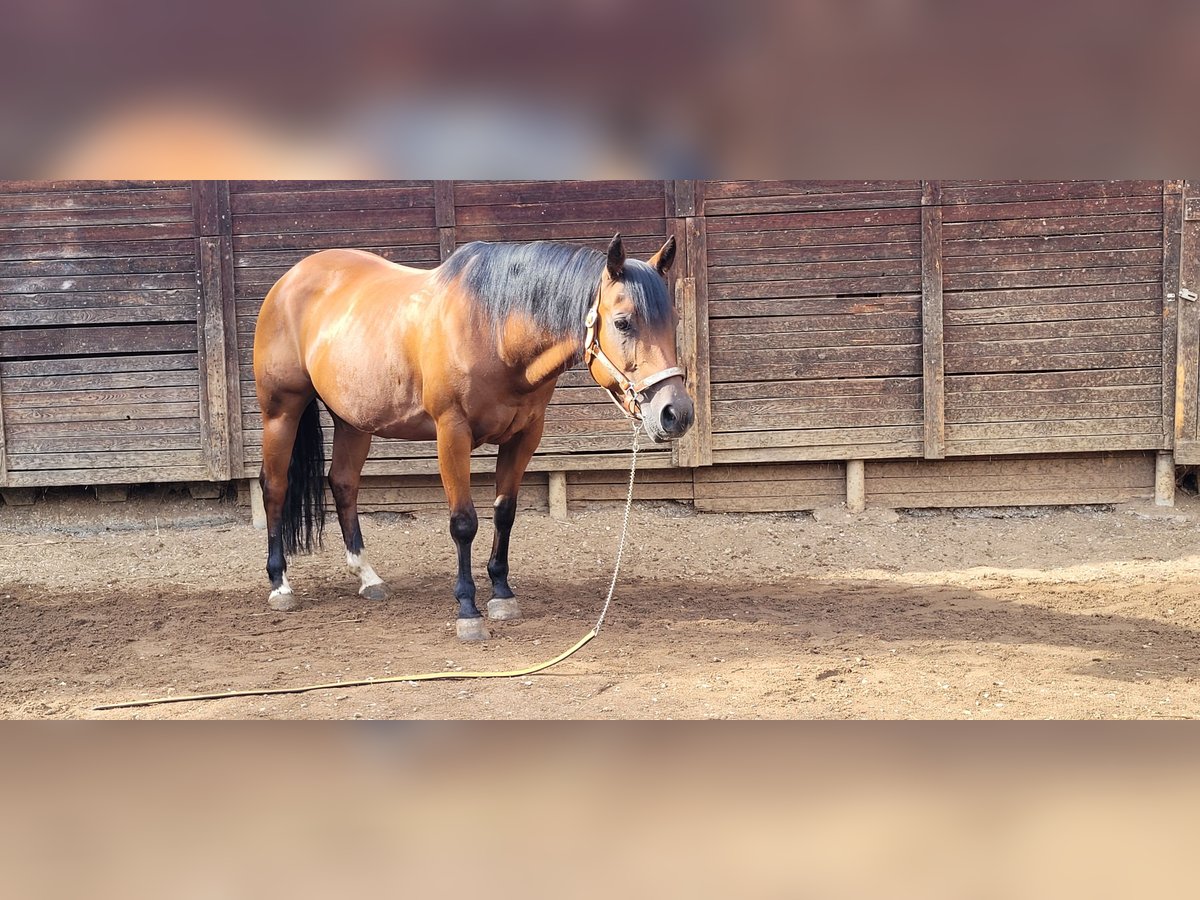 American Quarter Horse Mare 15 years 14,1 hh Brown in Pommelsbrunn