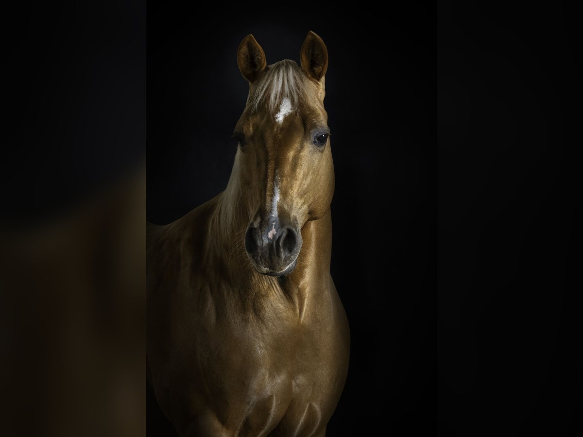 American Quarter Horse Mare 15 years 14,2 hh Palomino in Sch&#xF6;nwalde