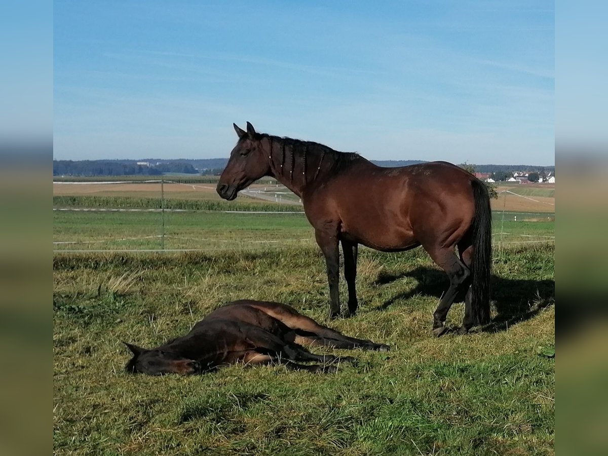 American Quarter Horse Mare 15 years 15,1 hh Brown in Pfronstetten