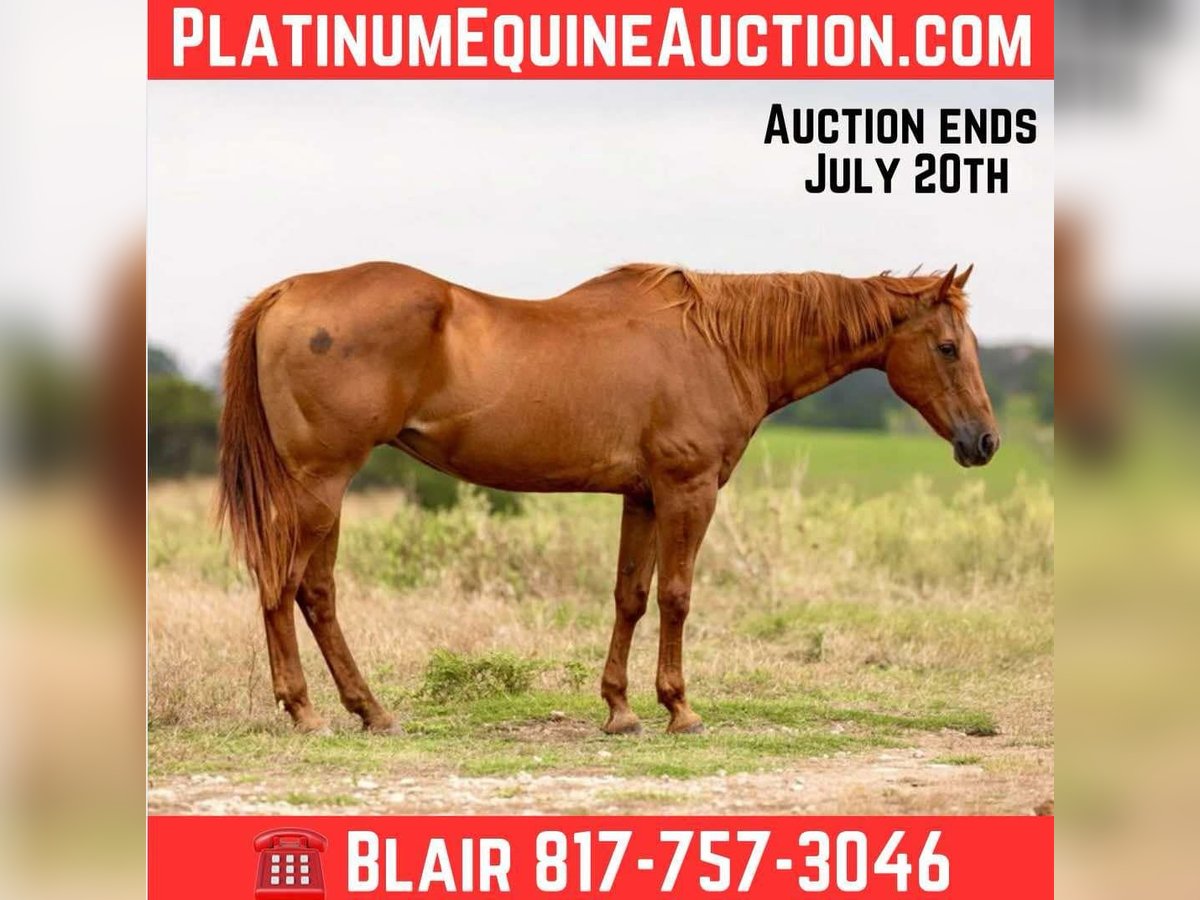 American Quarter Horse Mare 15 years 15,1 hh Sorrel in Weatherford TX