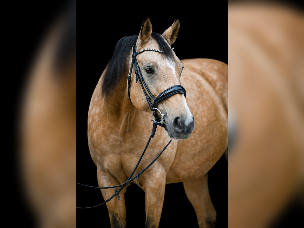 American Quarter Horse Mix Mare 15 years 15 hh Dun in Zwillikon